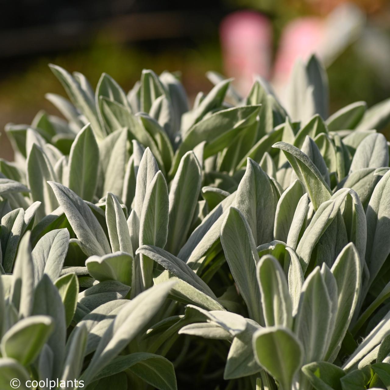 senecio-niveoaureus Senecio niveoaureus plant