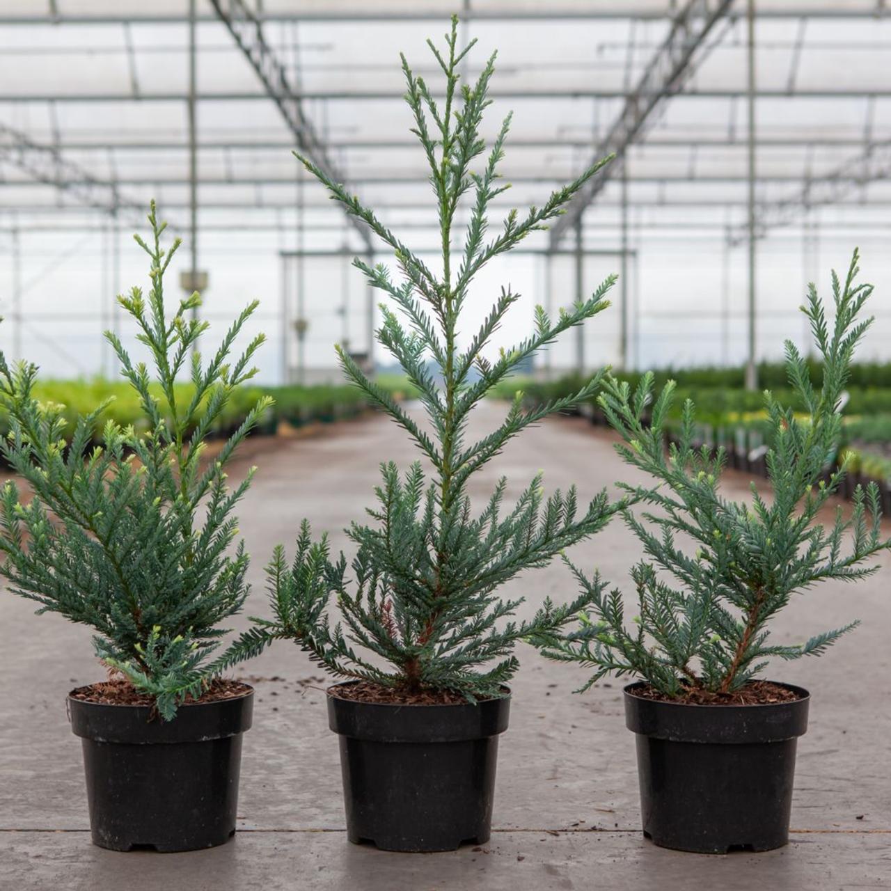 sequoia-sempervirens-adpressa Sequoia sempervirens 'Adpressa' plant