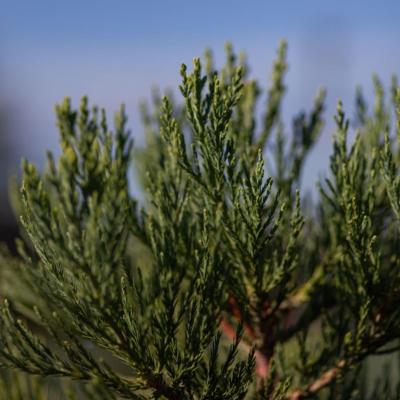 sequoiadendron-giganteum