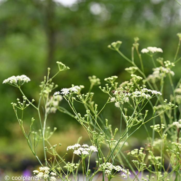 Seseli elatum subsp. osseum plant