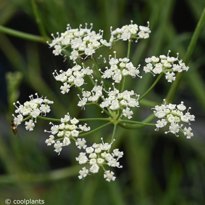 Seseli elatum subsp. osseum plant