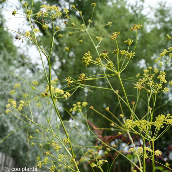 Seseli gracile plant