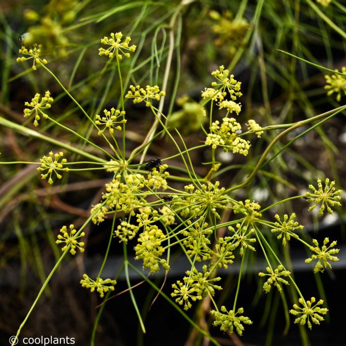 Seseli gracile plant