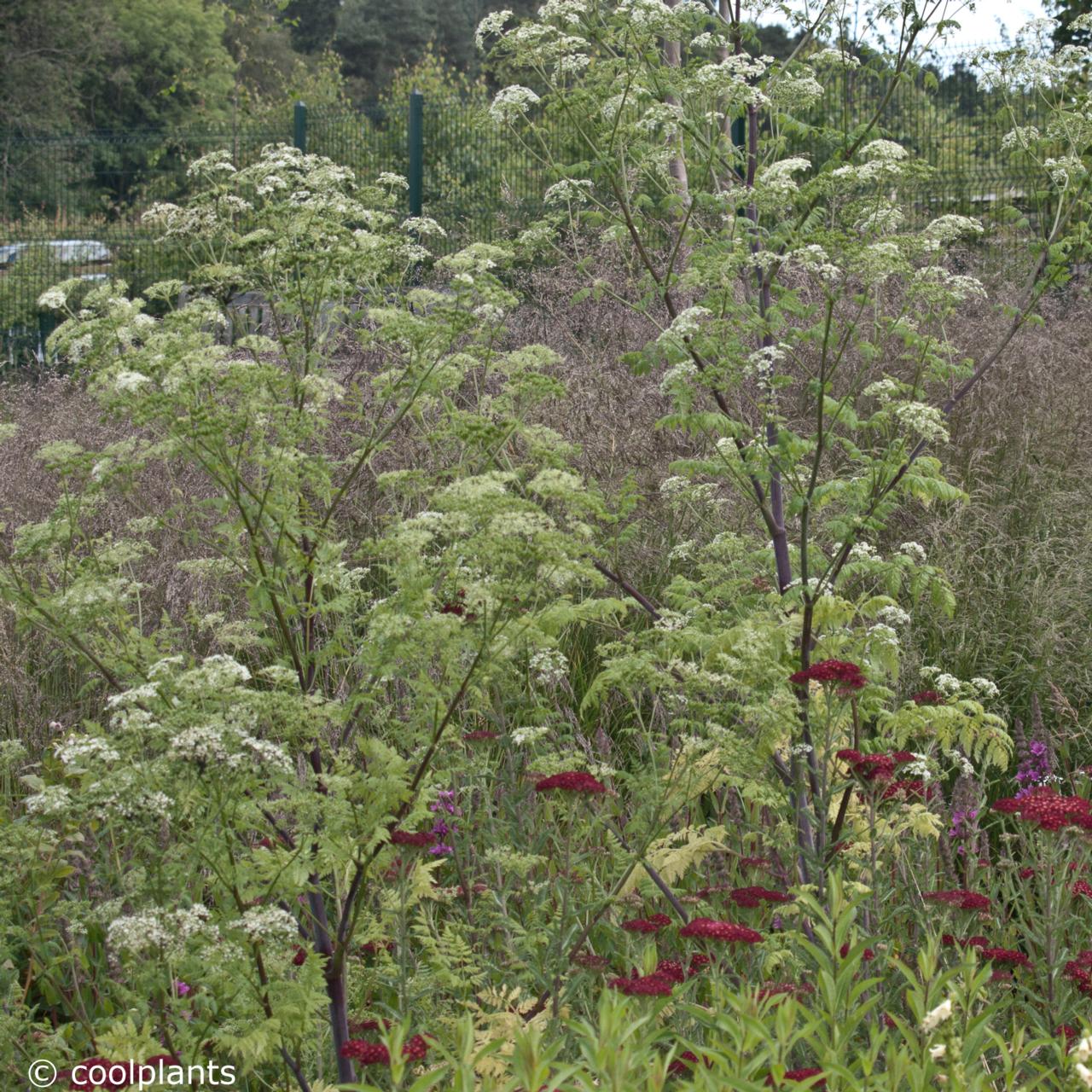 Seseli libanotis plant