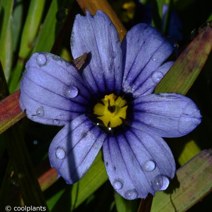 Sisyrinchium 'Devon Skies' plant