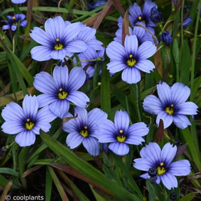 sisyrinchium-devon-skies