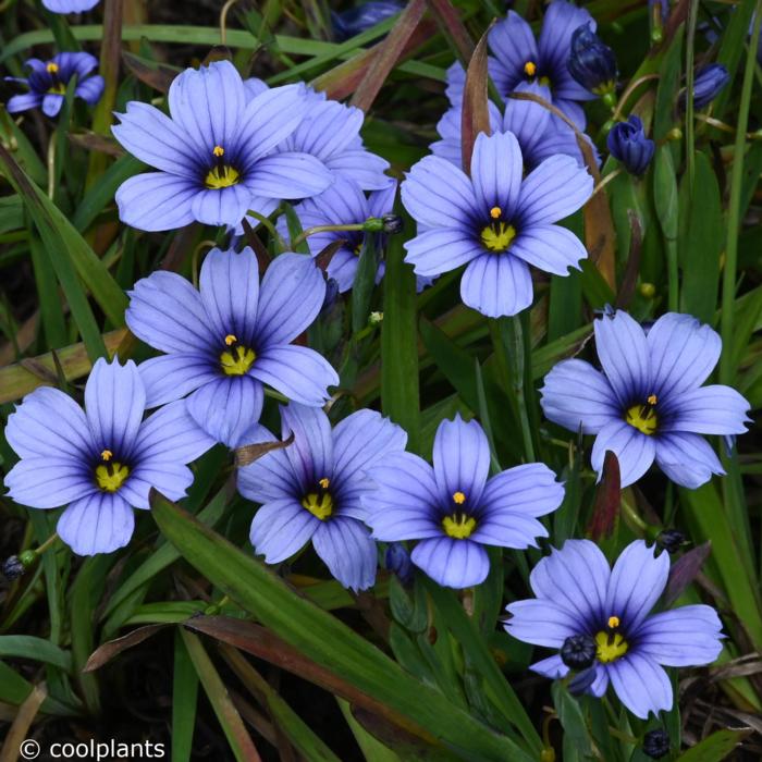 Sisyrinchium 'Devon Skies' plant