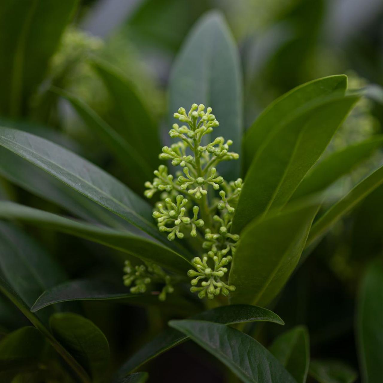 Skimmia confusa 'Kew Green' plant