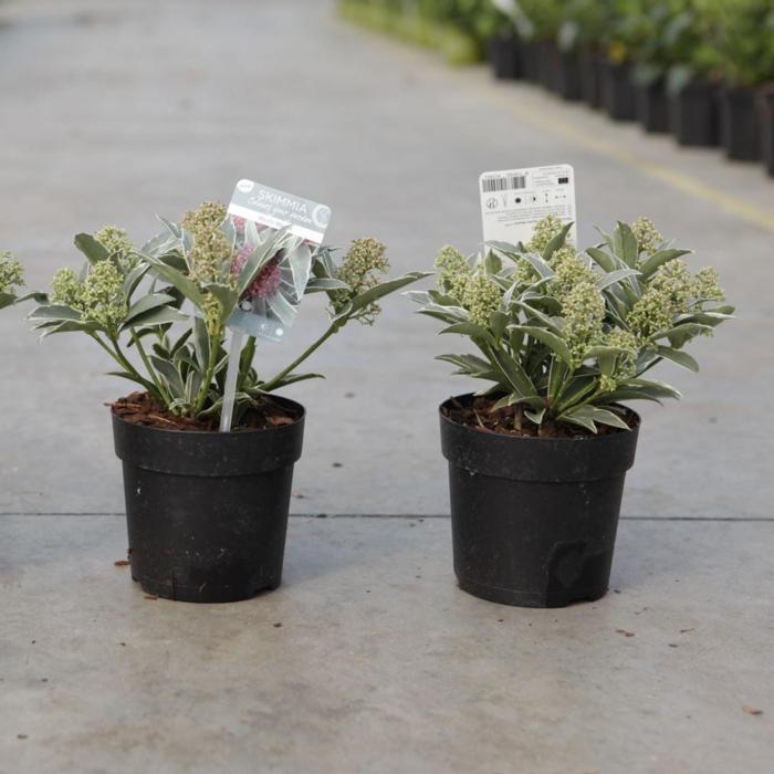 Skimmia japonica 'Mystic Marlot' plant