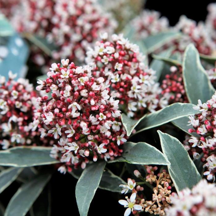 Skimmia japonica 'Mystic Marlot' plant