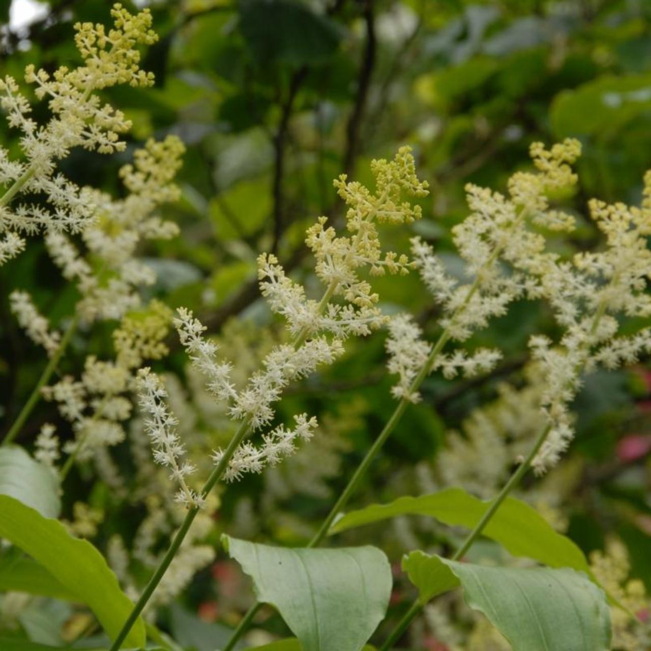 Smilacina racemosa plant