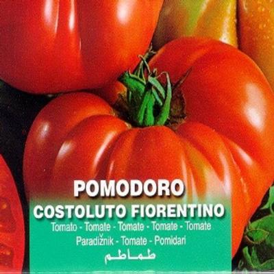 solanum-lycopersicum-costoluto-fiorentino