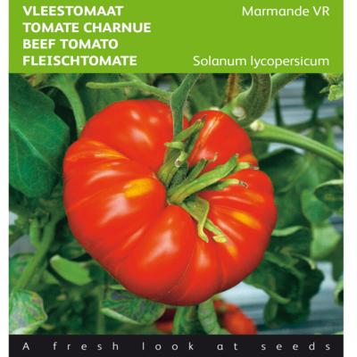 solanum-lycopersicum-marmande-vr