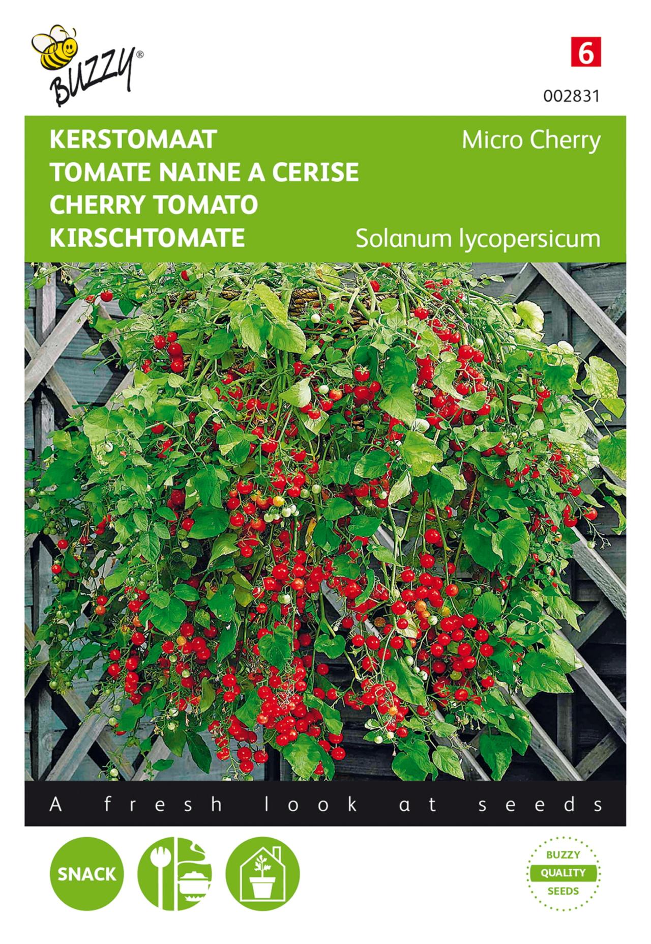 Solanum lycopersicum 'Micro Cherry' plant