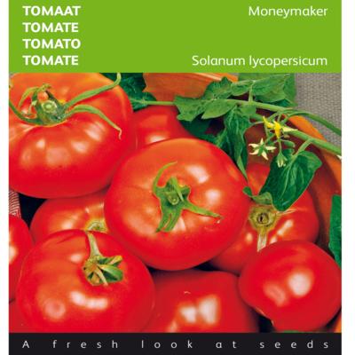 solanum-lycopersicum-moneymaker