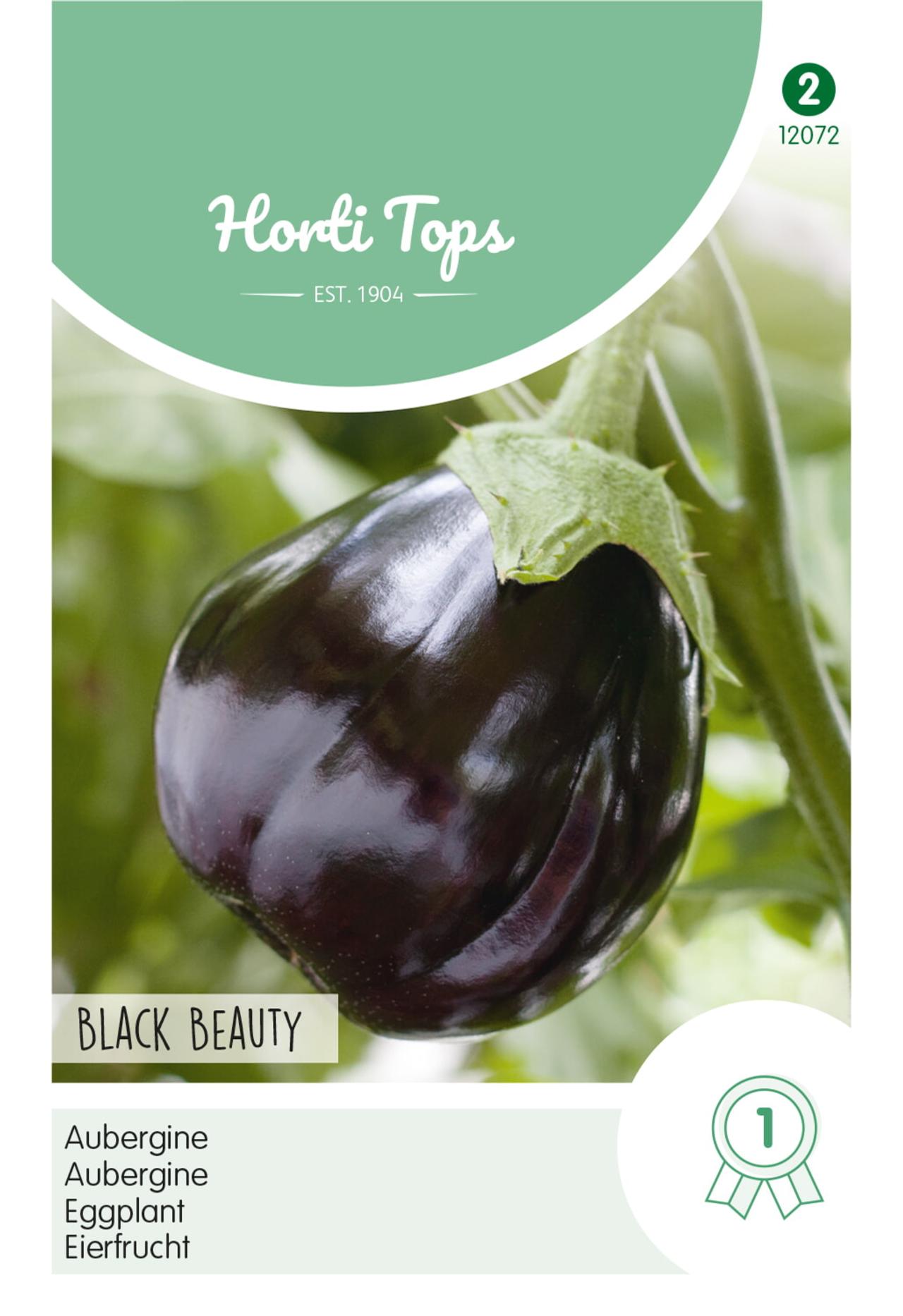 Solanum melongena 'Black Beauty' plant