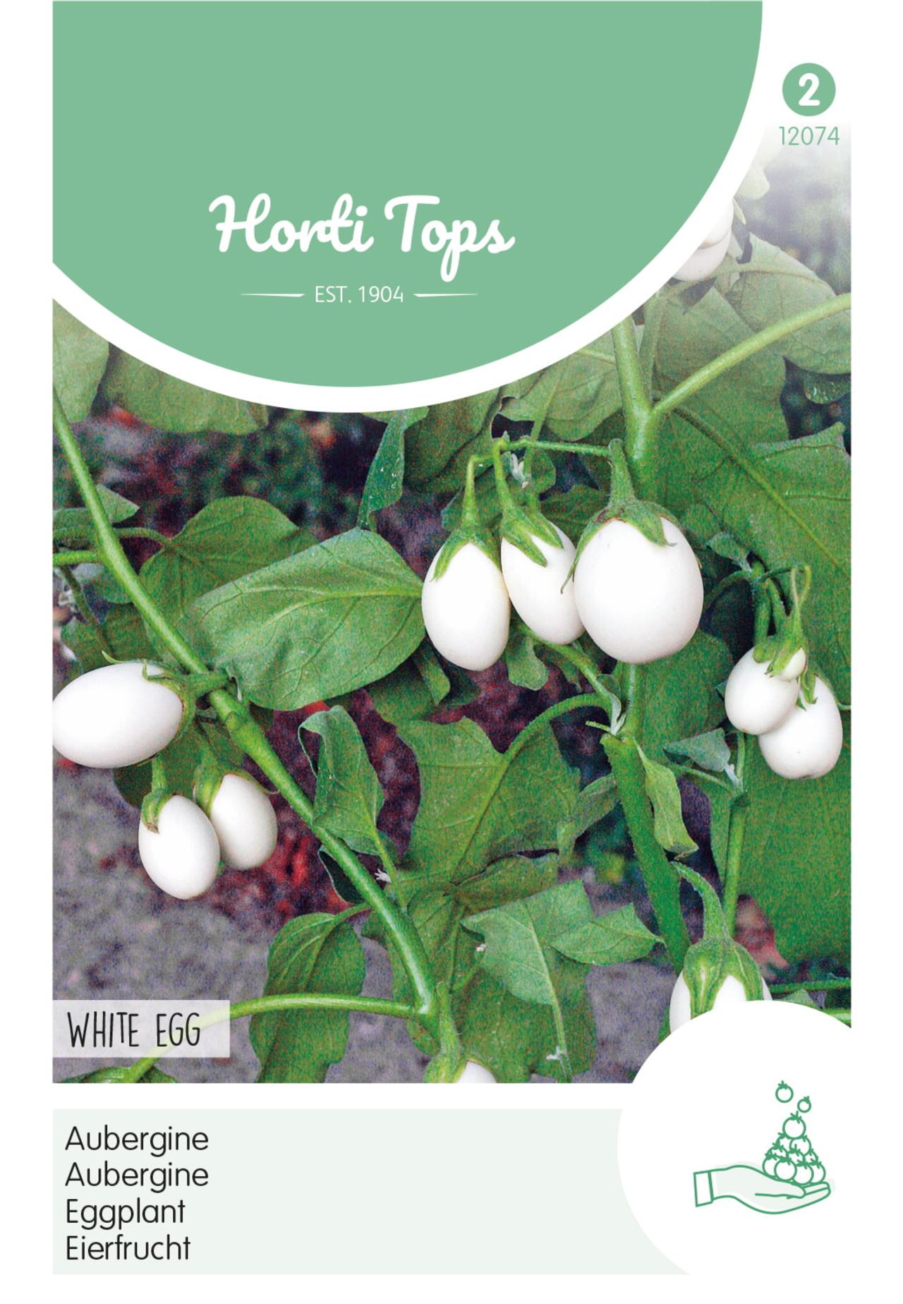 Solanum melongena 'White Eggs' plant