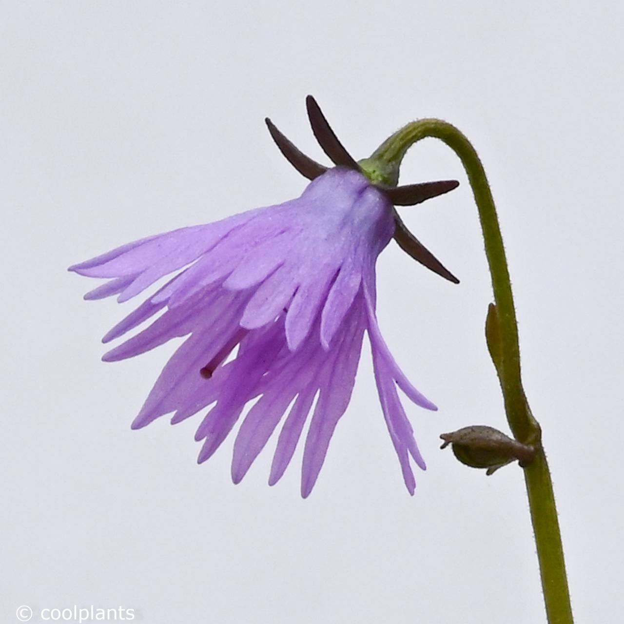 Soldanella alpina japonica plant