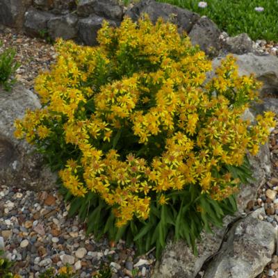 solidago-cutleri