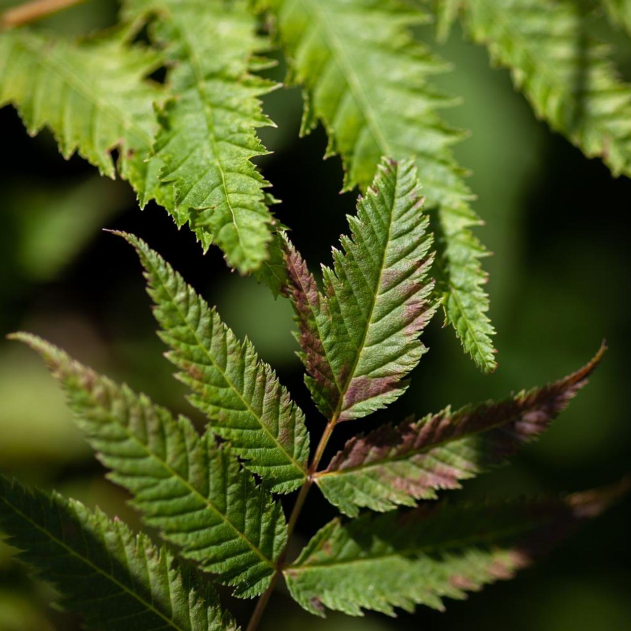 Sorbaria sorbifolia 'Matcha Ball' plant