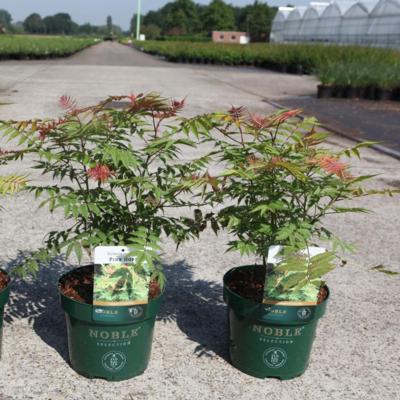 sorbaria-sorbifolia-pink-hopi