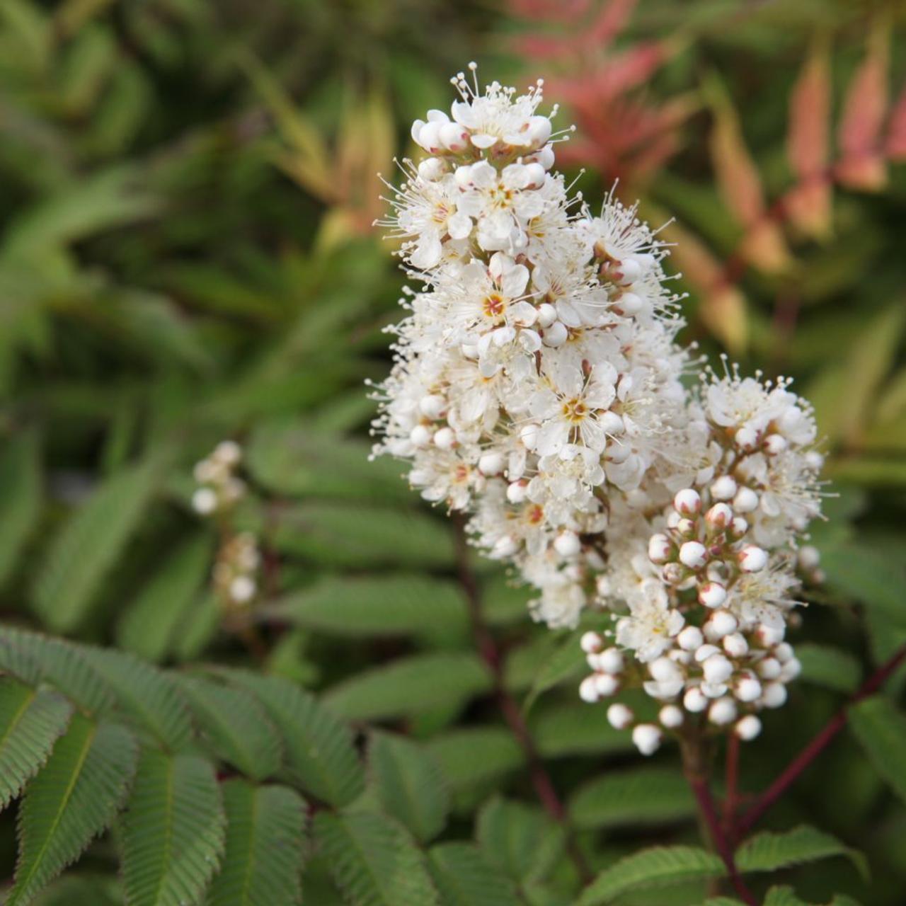 Sorbaria sorbifolia 'Sem' plant