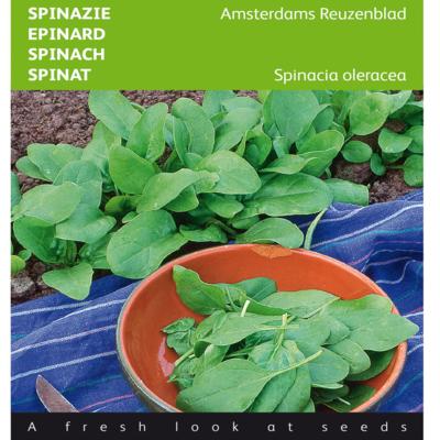 spinacia-oleracea-amsterdams-reuzenblad