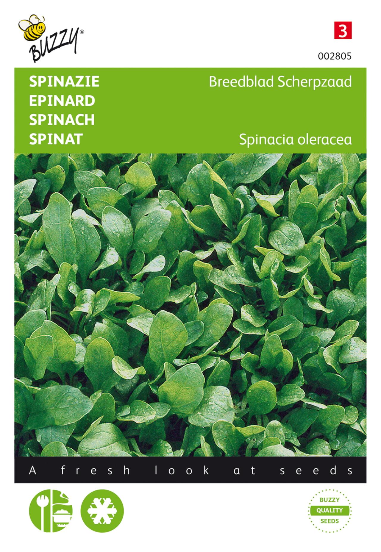 Spinacia oleracea 'Breedblad Scherpzaad' plant