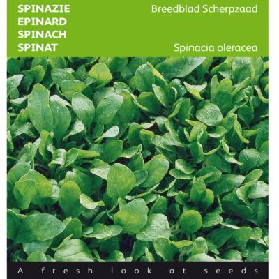 spinacia-oleracea-breedblad-scherpzaad