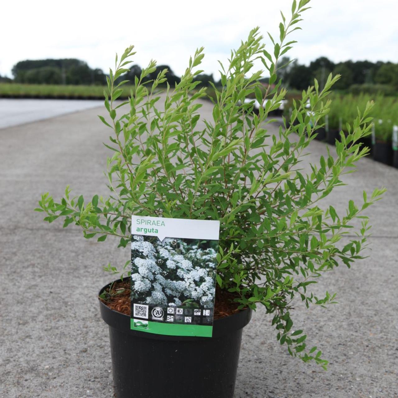 Spiraea arguta plant