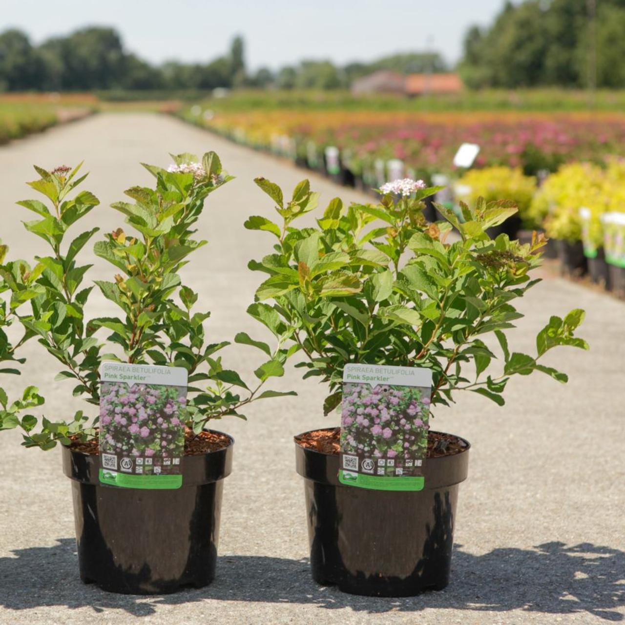 Spiraea betulifolia 'Pink Sparkler' plant