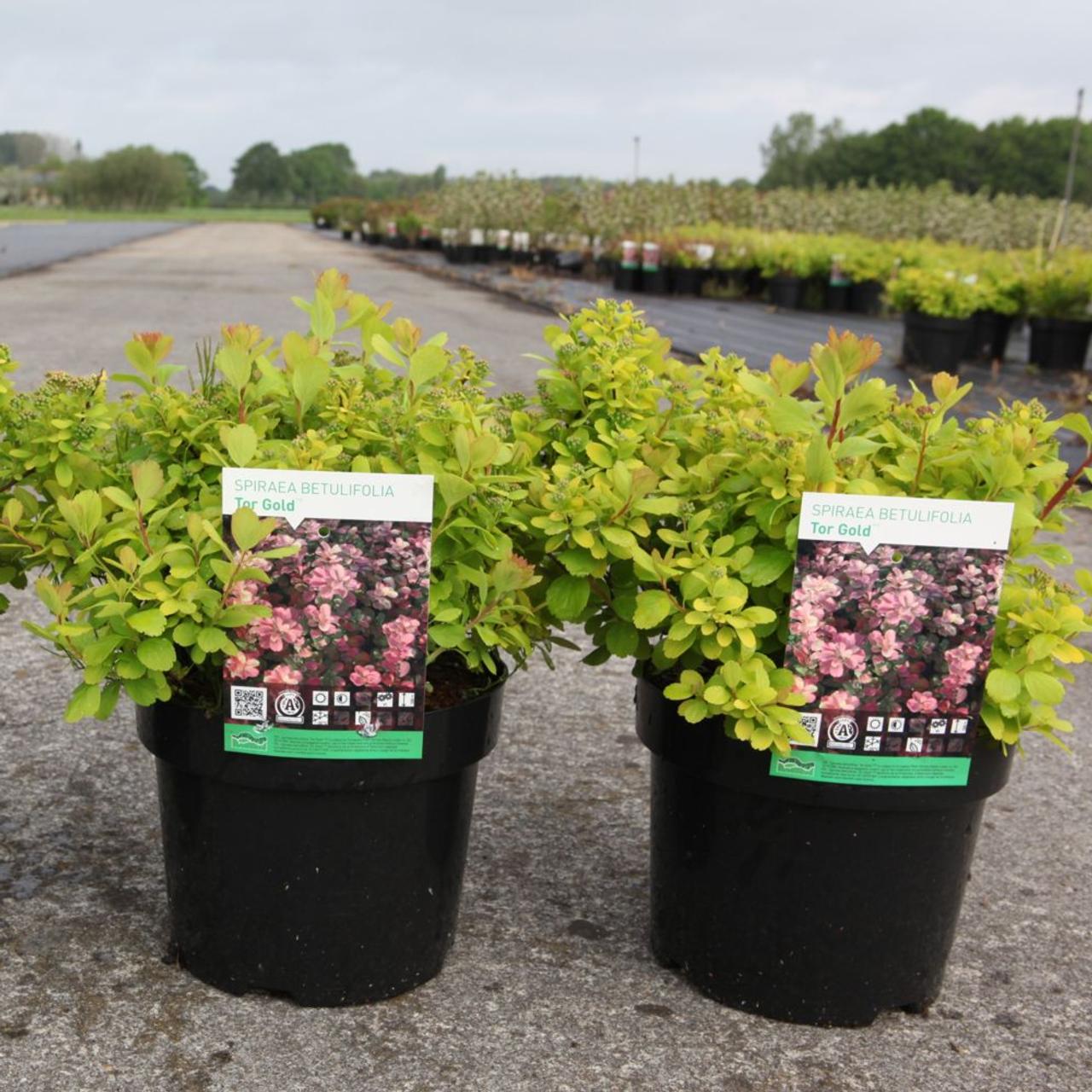 Spiraea betulifolia 'Tor Gold' plant