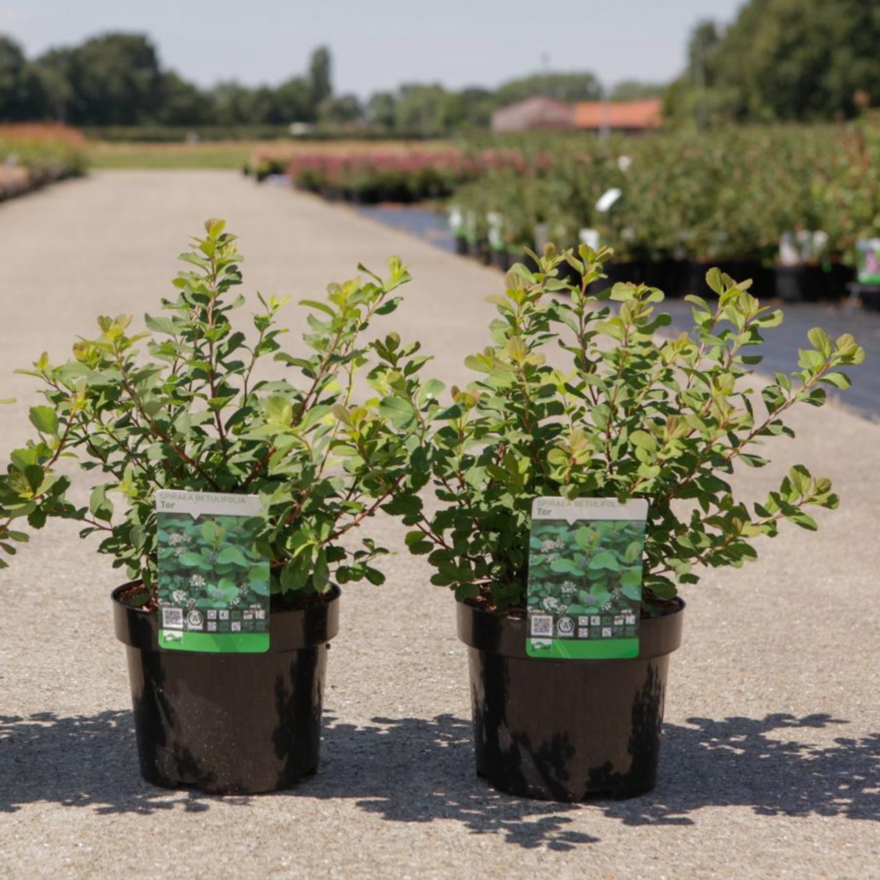 Spiraea betulifolia 'Tor' plant