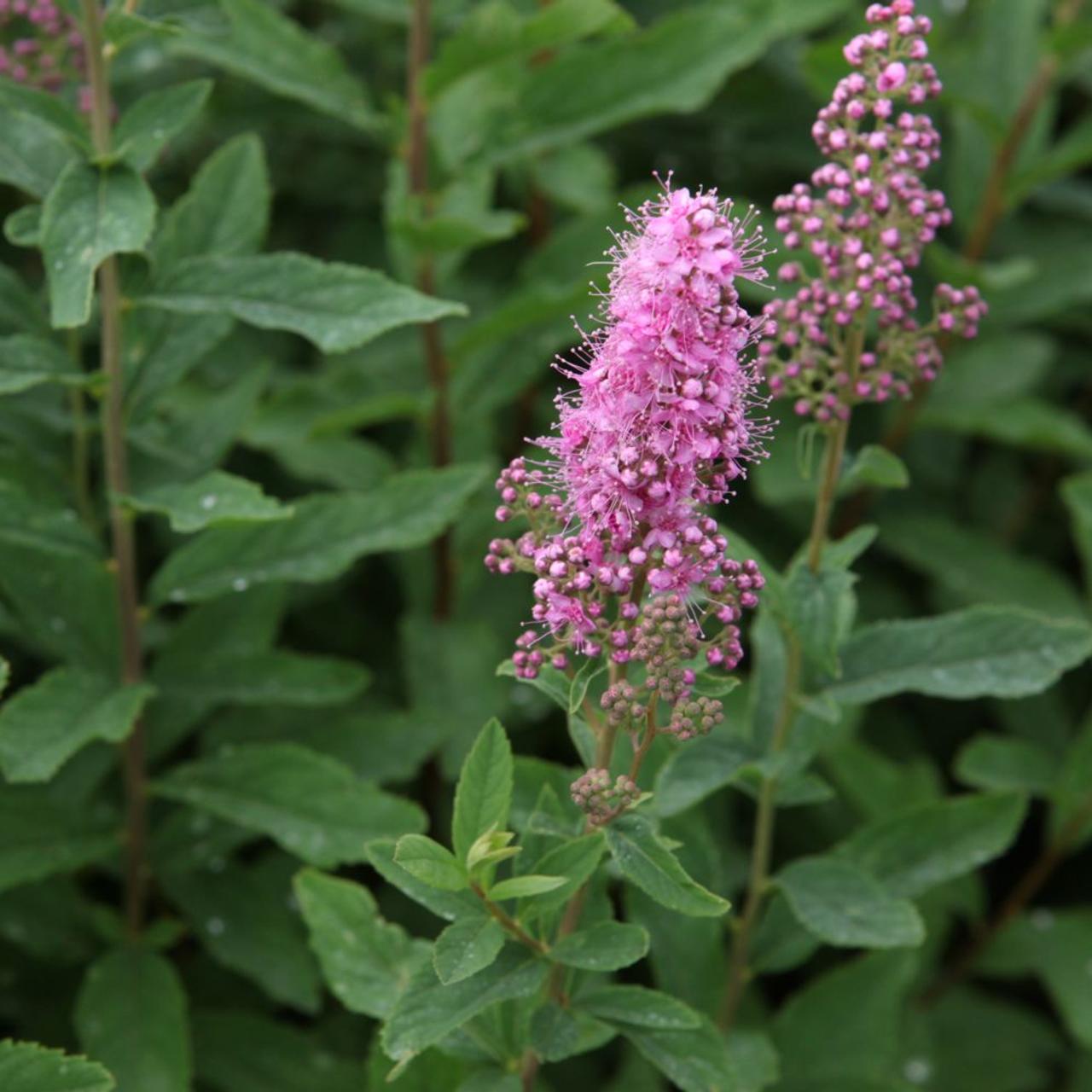 Spiraea x billardii plant