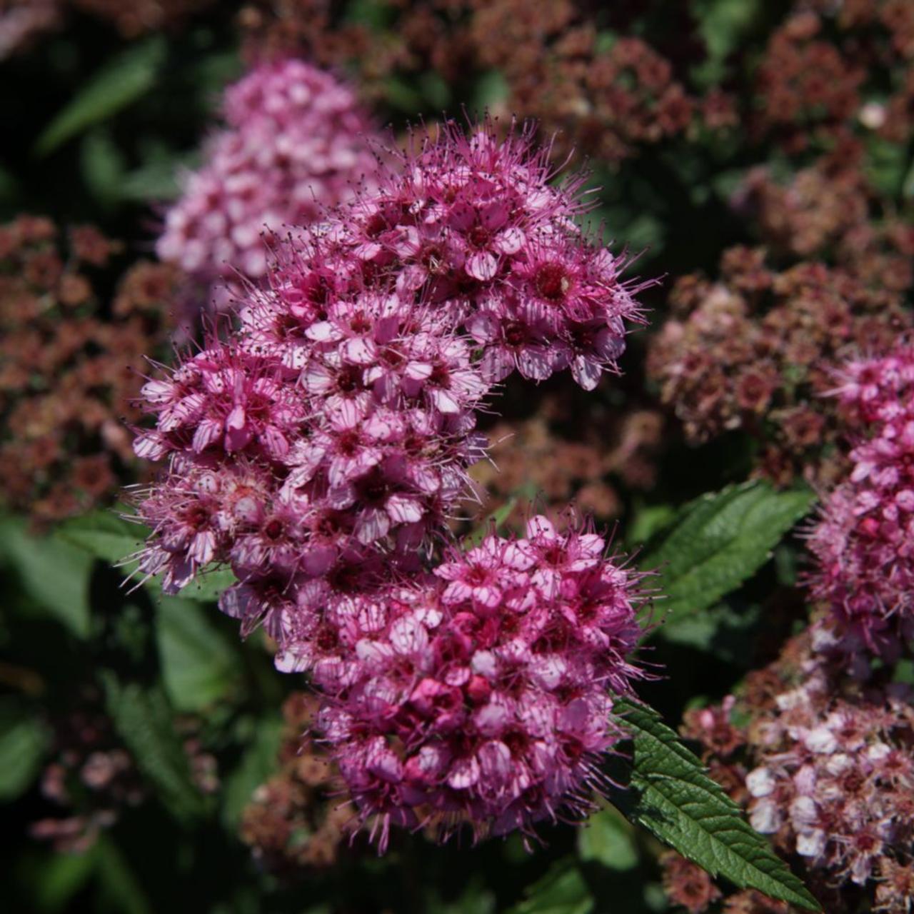 Spiraea japonica 'Dart's Red' plant