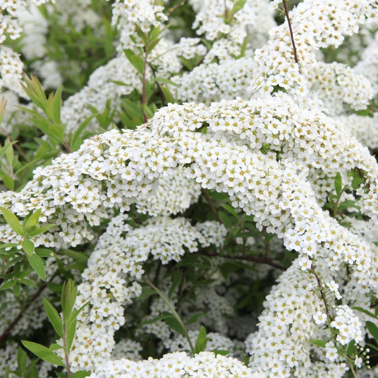 Spiraea cinerea 'Grefsheim' plant