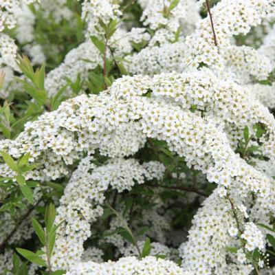 spiraea-cinerea-grefsheim