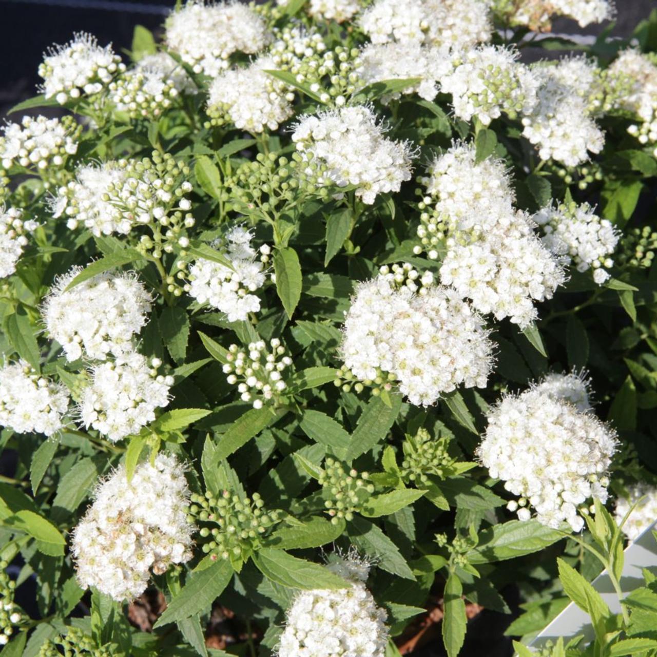 Spiraea japonica 'Albiflora' plant