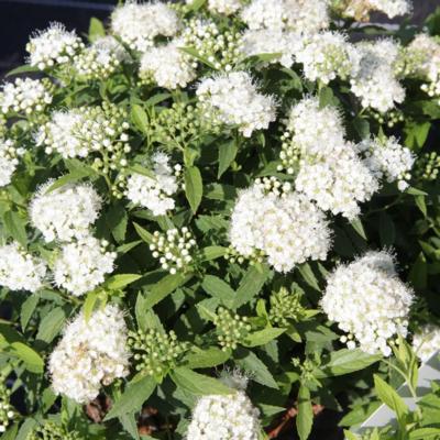 spiraea-japonica-albiflora