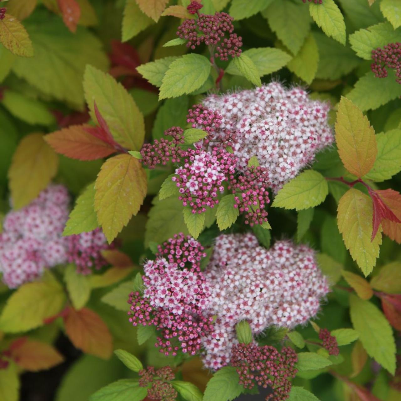 Spiraea japonica DOUBLE PLAY BIG BANG plant