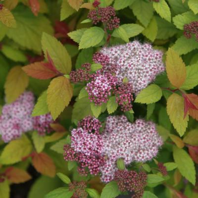 spiraea-japonica-double-play-big-bang