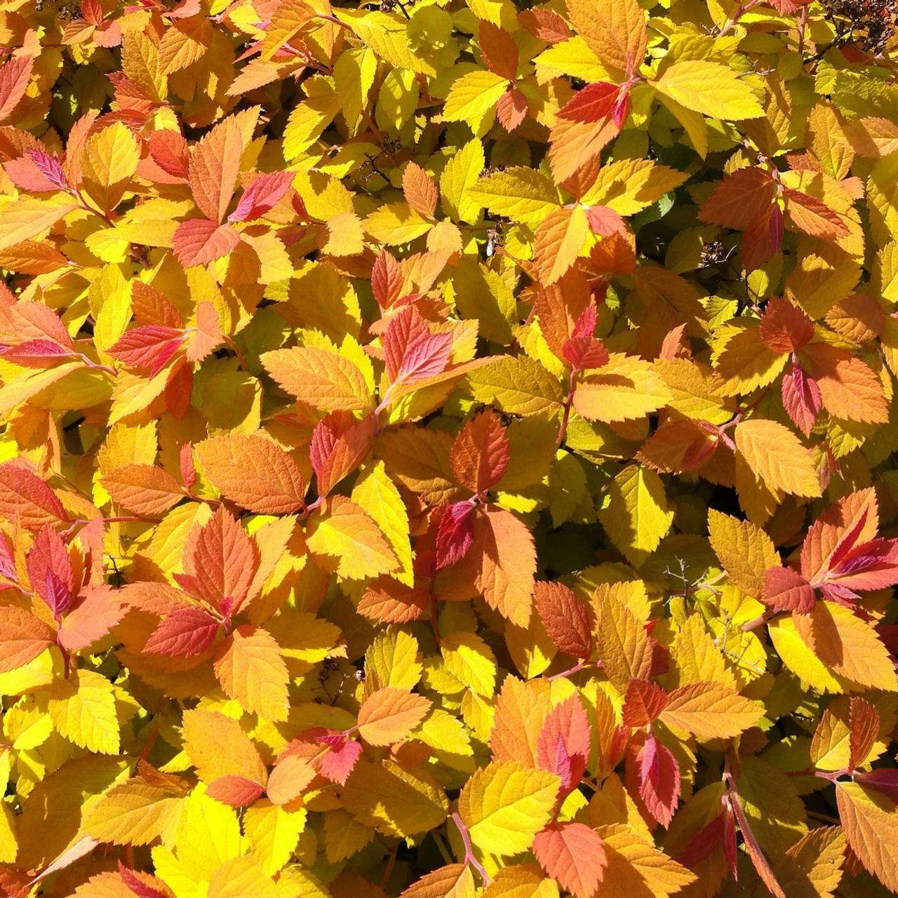 Spiraea japonica  DOUBLE PLAY DOLLY plant