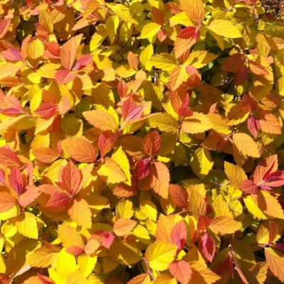 spiraea-japonica-double-play-dolly