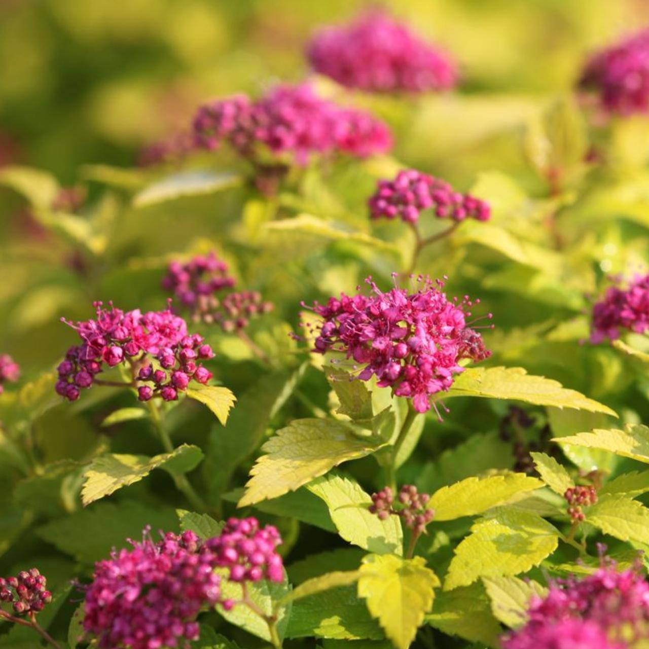 Spiraea japonica DOUBLE PLAY GOLD plant