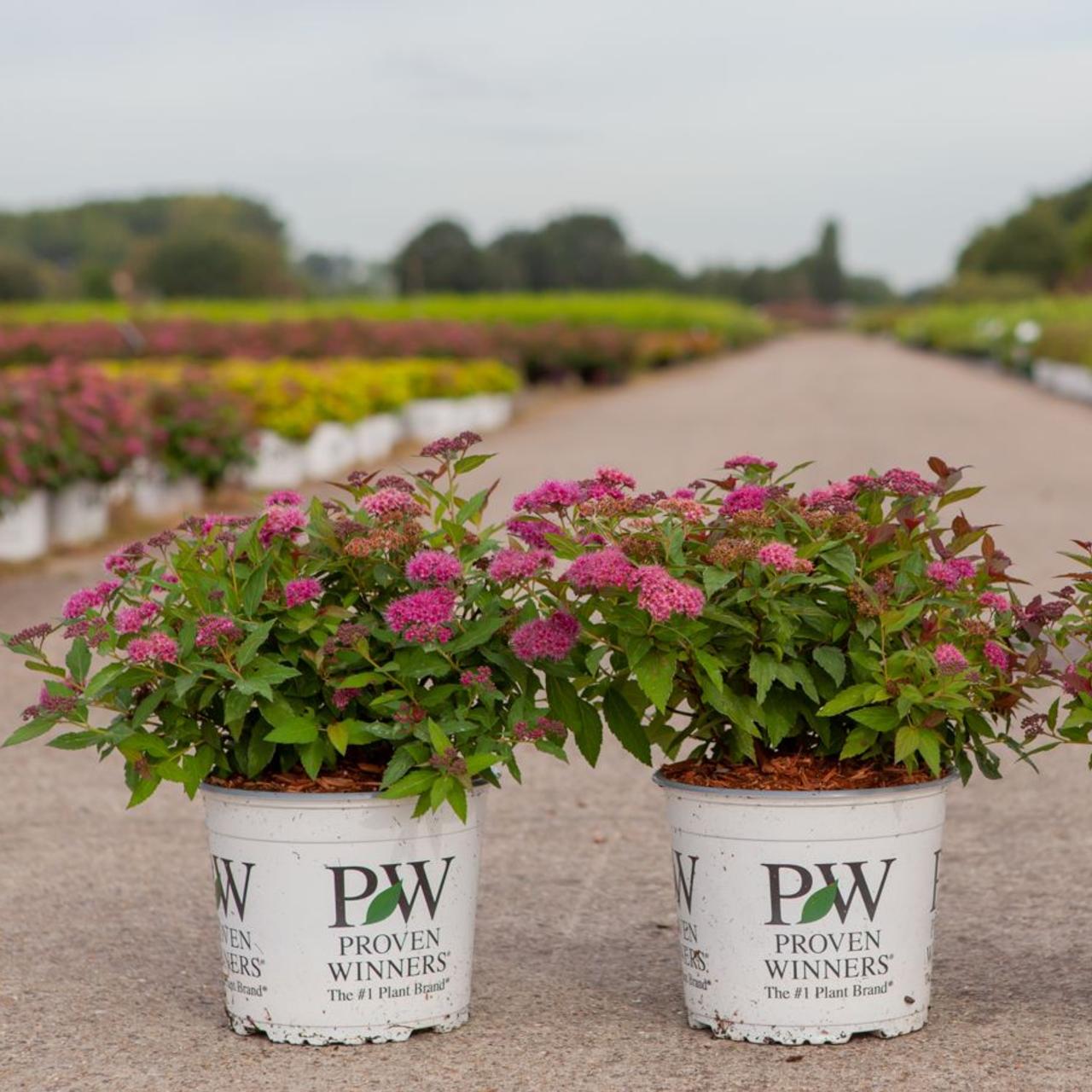 Spiraea japonica DOUBLE PLAY ARTIST plant