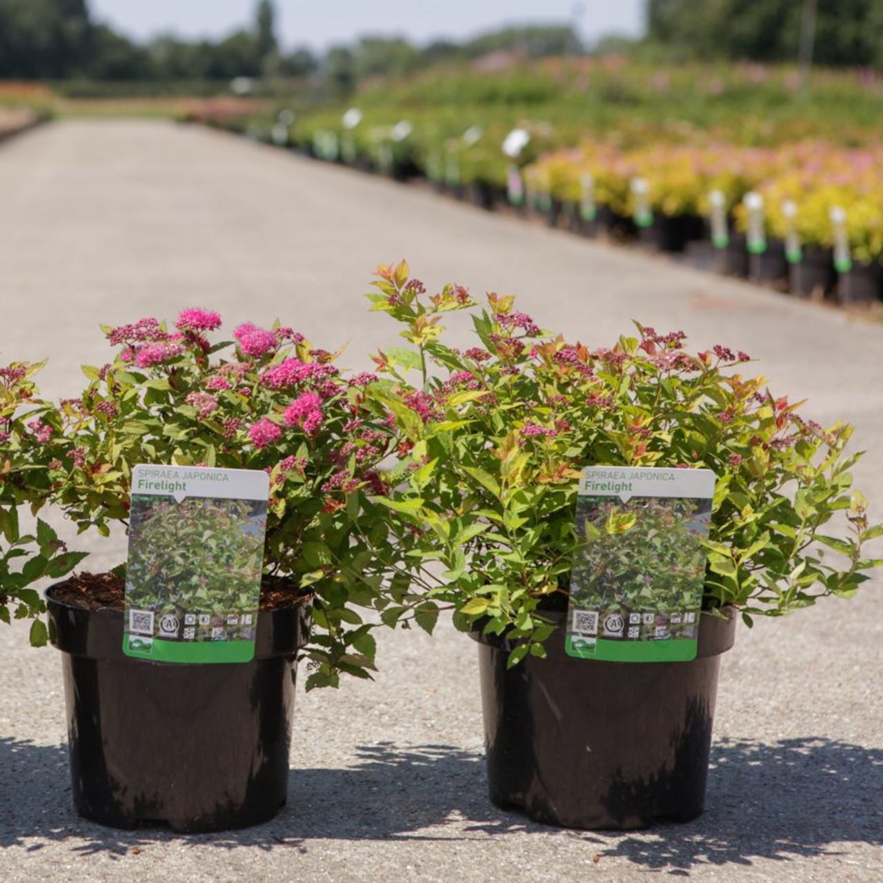 Spiraea japonica 'Firelight' plant