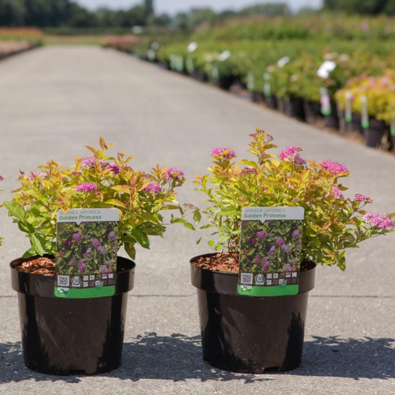 Spiraea japonica 'Golden Princess' plant