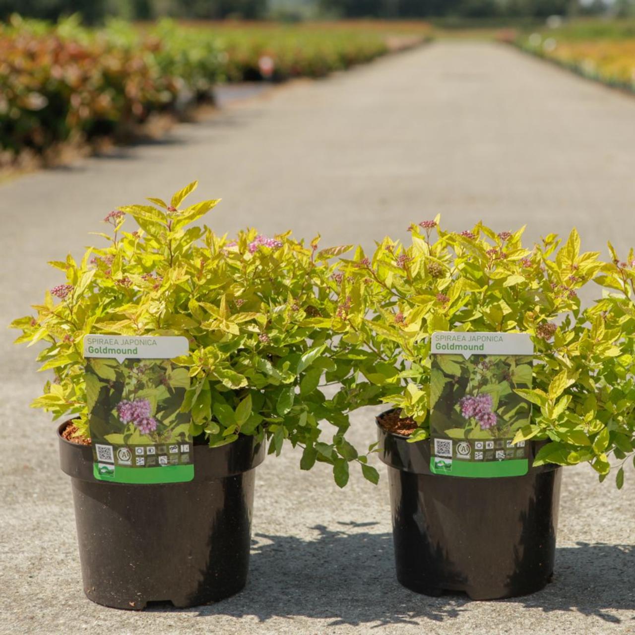 Spiraea japonica 'Goldmound' plant