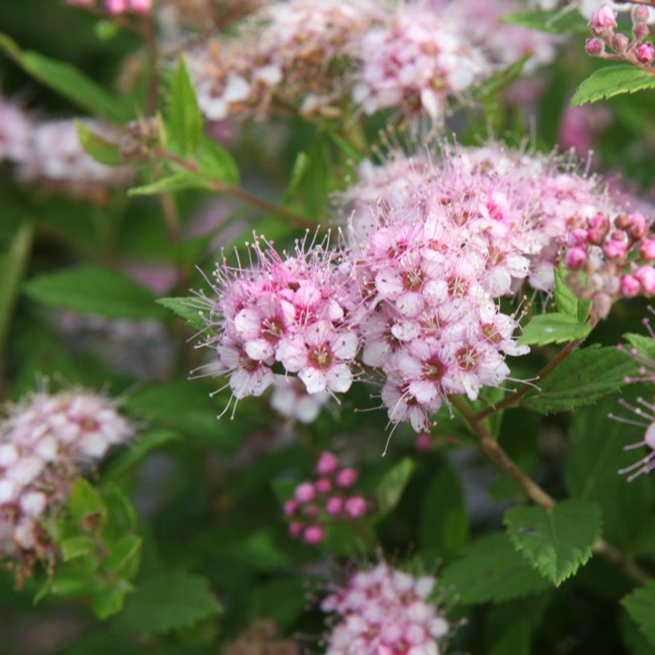 Spiraea japonica 'Little Princess' plant