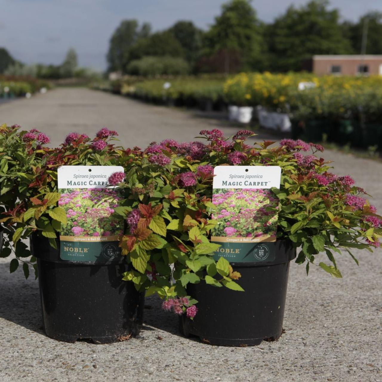 Spiraea japonica 'Magic Carpet' plant